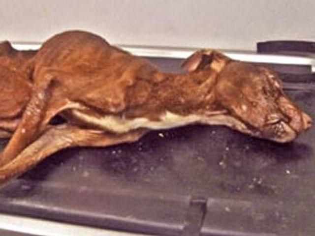 Питбуль Патрик стал жертвой человеческой жестокости (Фото) Питбуль Патрик стал жертвой человеческой жестокости (Фото)