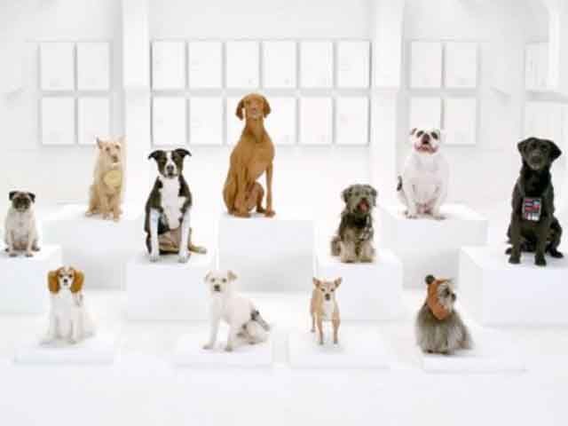 В рекламе Volkswagen собаки выполняют марш из «Звездных войн» (Фото, Видео) В рекламе Volkswagen собаки выполняют марш из «Звездных войн» (Фото, Видео)