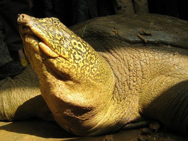 Рафетус Свайно. Чисельність: 4 особини Рафетус Свайно. Чисельність: 4 особини