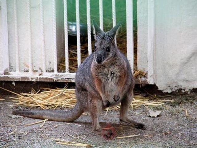 В центрі Одеси спіймали кенгуру В центрі Одеси спіймали кенгуру