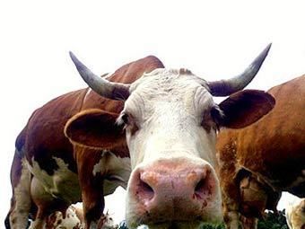 Корови стали "заручницями" жителя Північної Осетії