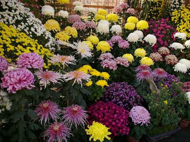 Завтра киян потішать виставкою хризантем Завтра киян потішать виставкою хризантем