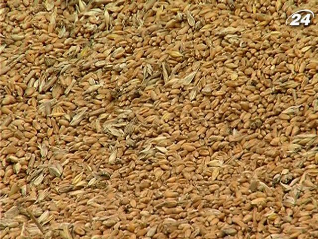 Мінагропрод прогнозує подорожчання зерна Мінагропрод прогнозує подорожчання зерна