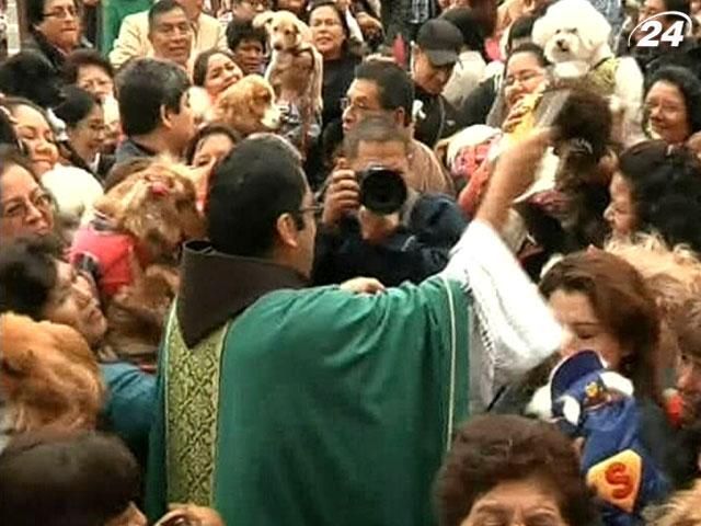 В церкви в Перу благословили домашних питомцев В церкви в Перу благословили домашних питомцев