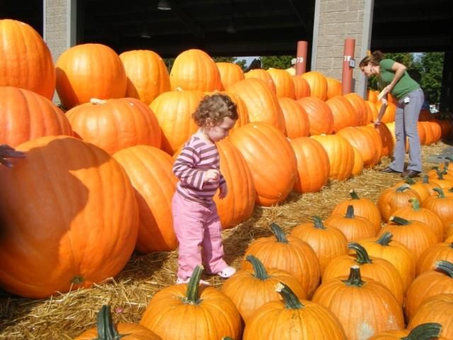 У Канаді 90-кілограмового гарбуза вкрали у людей з психічними проблемами У Канаді 90-кілограмового гарбуза вкрали у людей з психічними проблемами