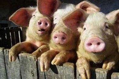 В США свиньи съели своего владельца-фермера