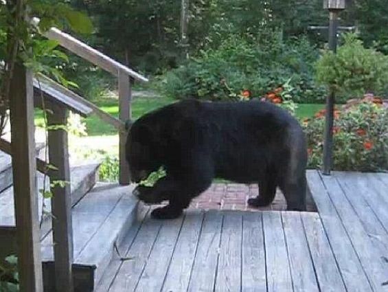 Жінка вигуками прогнала великого ведмедя з власного ґанку (Відео) Жінка вигуками прогнала великого ведмедя з власного ґанку (Відео)