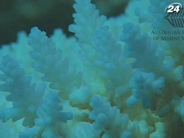 Найбільший кораловий риф у світі зникає шаленими темпами