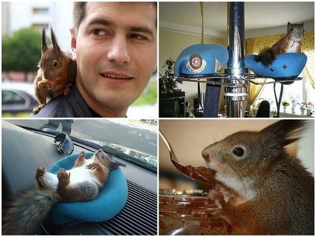 Білоруський військовослужбовець приручив білочку (Фото) Білоруський військовослужбовець приручив білочку (Фото)