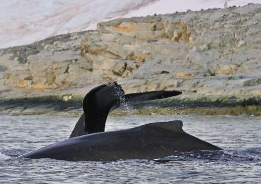 Туристы на надувной лодке вблизи наблюдают за китами (Фото)