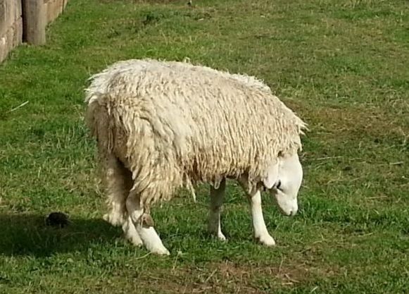 Британець зняв живу вівцю з перекрученою головою (Відео)