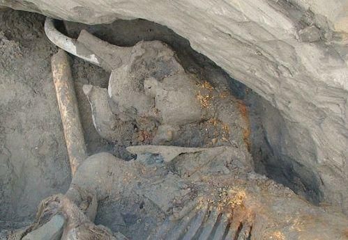 Хлопчик з Росії знайшов скелет мамонта неподалік від дому (Фото) Хлопчик з Росії знайшов скелет мамонта неподалік від дому (Фото)