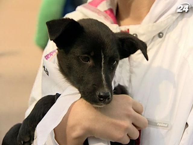 В День защиты животных в Киеве прошел "марш веселых хвостиков" В День защиты животных в Киеве прошел "марш веселых хвостиков"