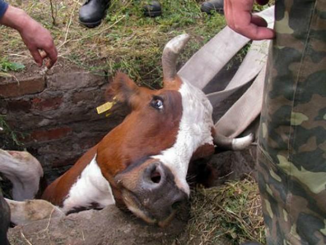 Спасателям пришлось извлекать корову из колодца Спасателям пришлось извлекать корову из колодца
