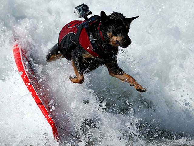 Соревнования по собачьему серфингу прошли в Калифорнии (ФОТО)