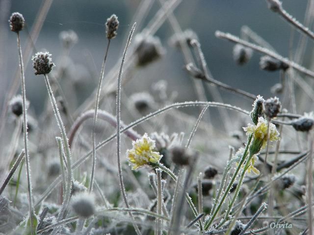 В Україні вночі очікуються заморозки