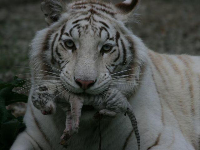 Тигрюля народила тигреня