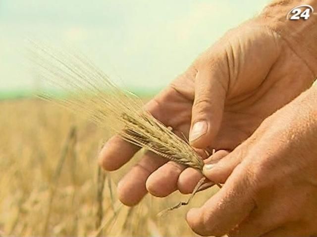 Льготное агрострахование введут лишь в 2013 году Льготное агрострахование введут лишь в 2013 году