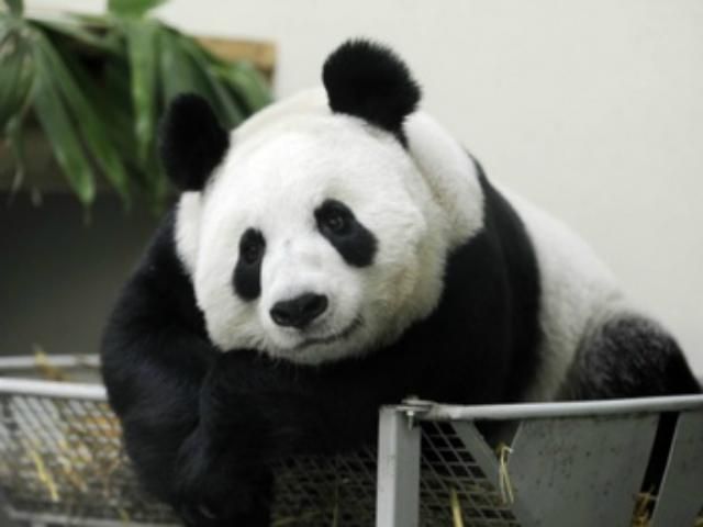 В Шотландии панду наградили за развитие туризма В Шотландии панду наградили за развитие туризма