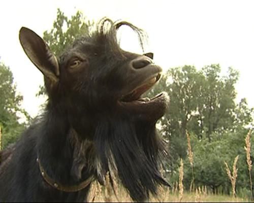 В одного з ресторанів США вкрали цапа В одного з ресторанів США вкрали цапа