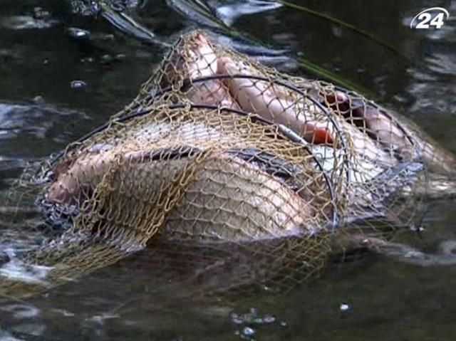 Хищная рыба Днепра почти на 100% заражена паразитами