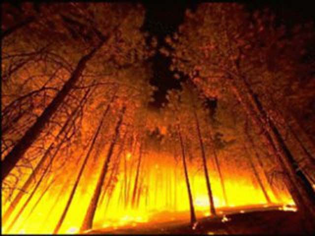 В Ялтинских горах горит лес