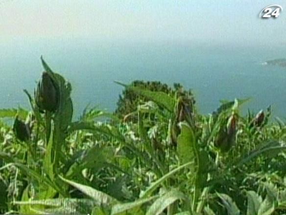 Артишок - овощ для бедных, который превратился в деликатес Артишок - овощ для бедных, который превратился в деликатес