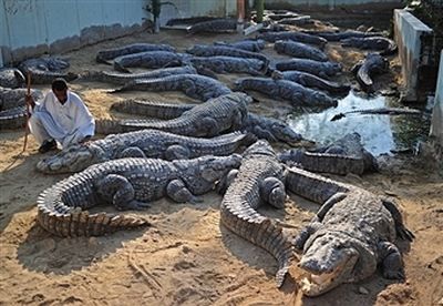 З ферми у В'єтнамі втекли крокодили