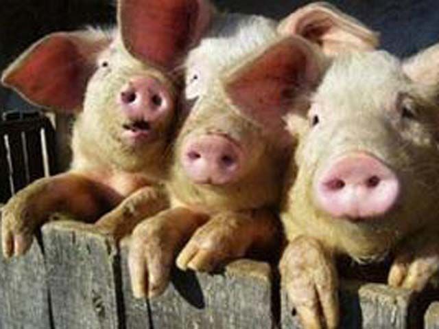 На ферме одновременно задохнулись 240 поросят На ферме одновременно задохнулись 240 поросят