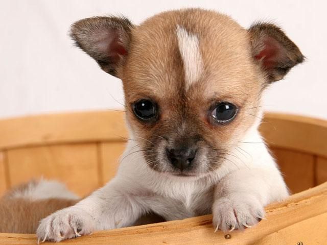 Исследование: Украинцы предпочитают собак Исследование: Украинцы предпочитают собак