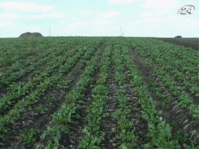 Рада приняла законопроект о моратории на продажу земли Рада приняла законопроект о моратории на продажу земли