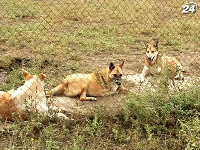 В Одесі може з'явитись цивілізоване кладовище для тварин В Одесі може з'явитись цивілізоване кладовище для тварин
