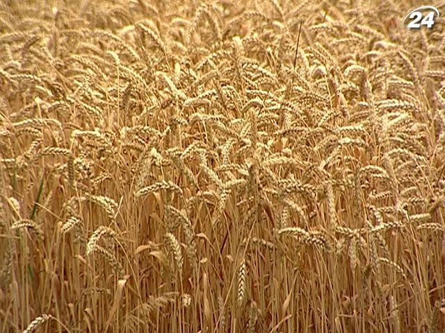 Эксперт: Аграрии могут прекратить сеять зерновые из-за дорогой аренды