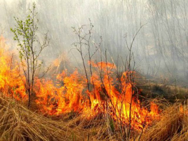 В заповеднике "Аскания-Нова" выгорело около 150 га из-за поджога