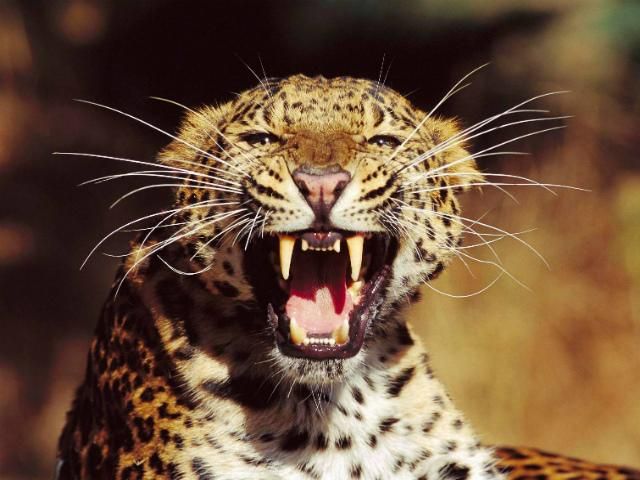 У Непалі поліція шукає невловимого леопарда-вбивцю