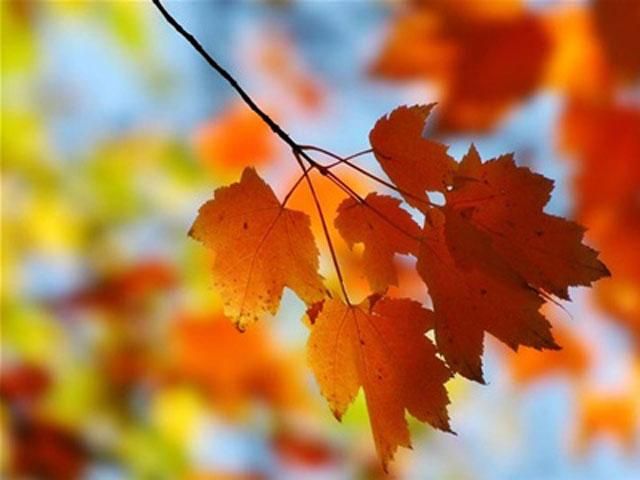 На выходные погода порадует теплом и солнцем На выходные погода порадует теплом и солнцем