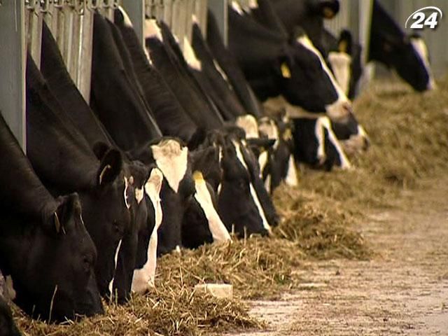 Держава виплатить аграріям 183,6 млн грн за утримання великої рогатої худоби