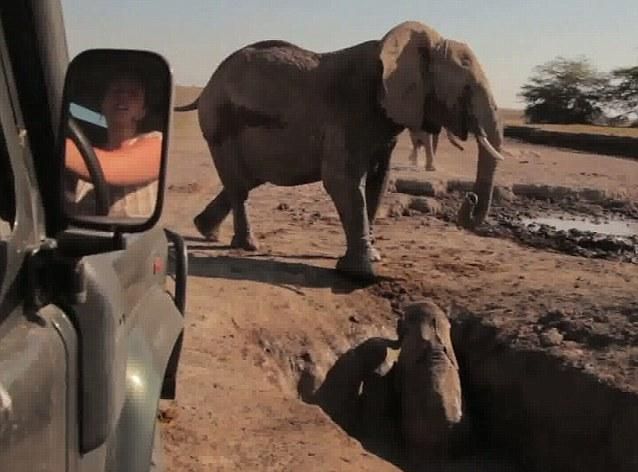 У Кенії з пастки врятували слоненя в присутності дорослої тварини (Відео)