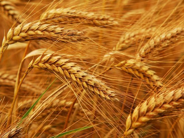 Через місяць може закінчитися пшениця на експорт