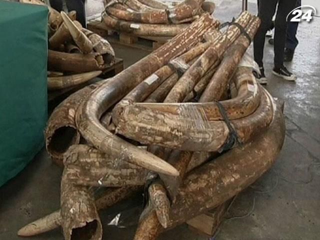 У Гонконгу затримали партію слонової кістки на $3,5 млн