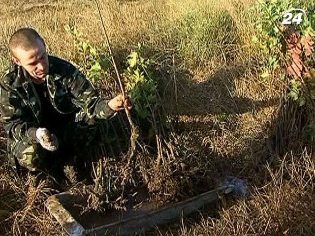 По всему Крыму высаживают деревья и кустарники