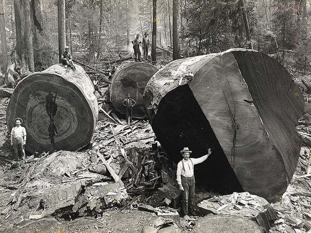 Вырубка гигантских деревьев в Канаде в начале прошлого века (Фото)