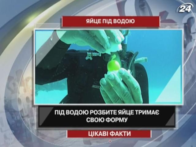 Интересные факты о яйце под водой