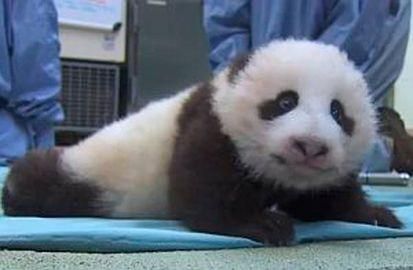 В США сняли детеныша панды, который делает первые шаги (Видео)