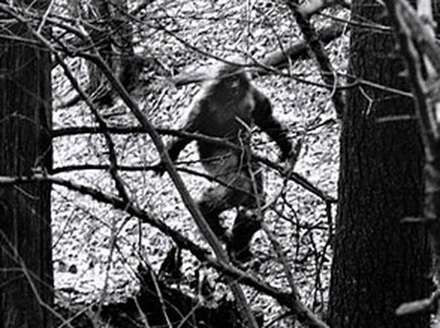 В разгроме фургона американец обвинил снежного человека В разгроме фургона американец обвинил снежного человека