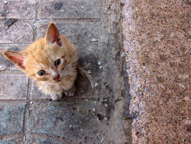 В России внук засудил дедушку за убийство котенка В России внук засудил дедушку за убийство котенка