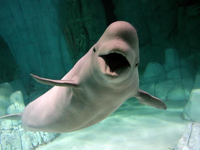 Ученые из США начали исследовать кита, который "разговаривает" Ученые из США начали исследовать кита, который "разговаривает"