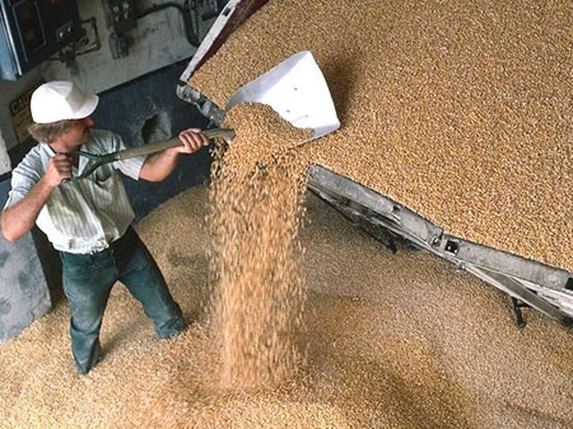 Україна припиняє експортувати пшеницю