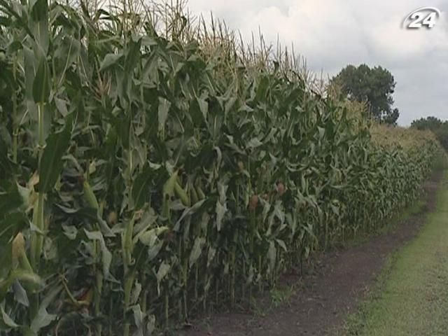 Объемы экспорта украинской кукурузы вырастут вдвое