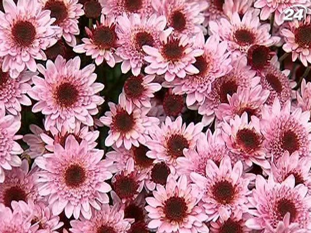 В Крыму презентовали 25 видов хризантем В Крыму презентовали 25 видов хризантем